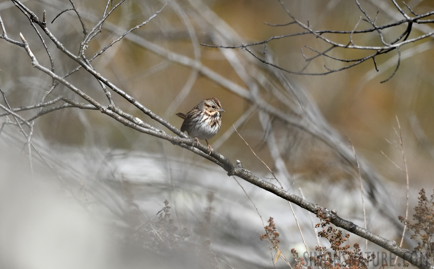 Melospiza melodia melodia [400 mm, 1/4000 sec at f / 7.1, ISO 2000]